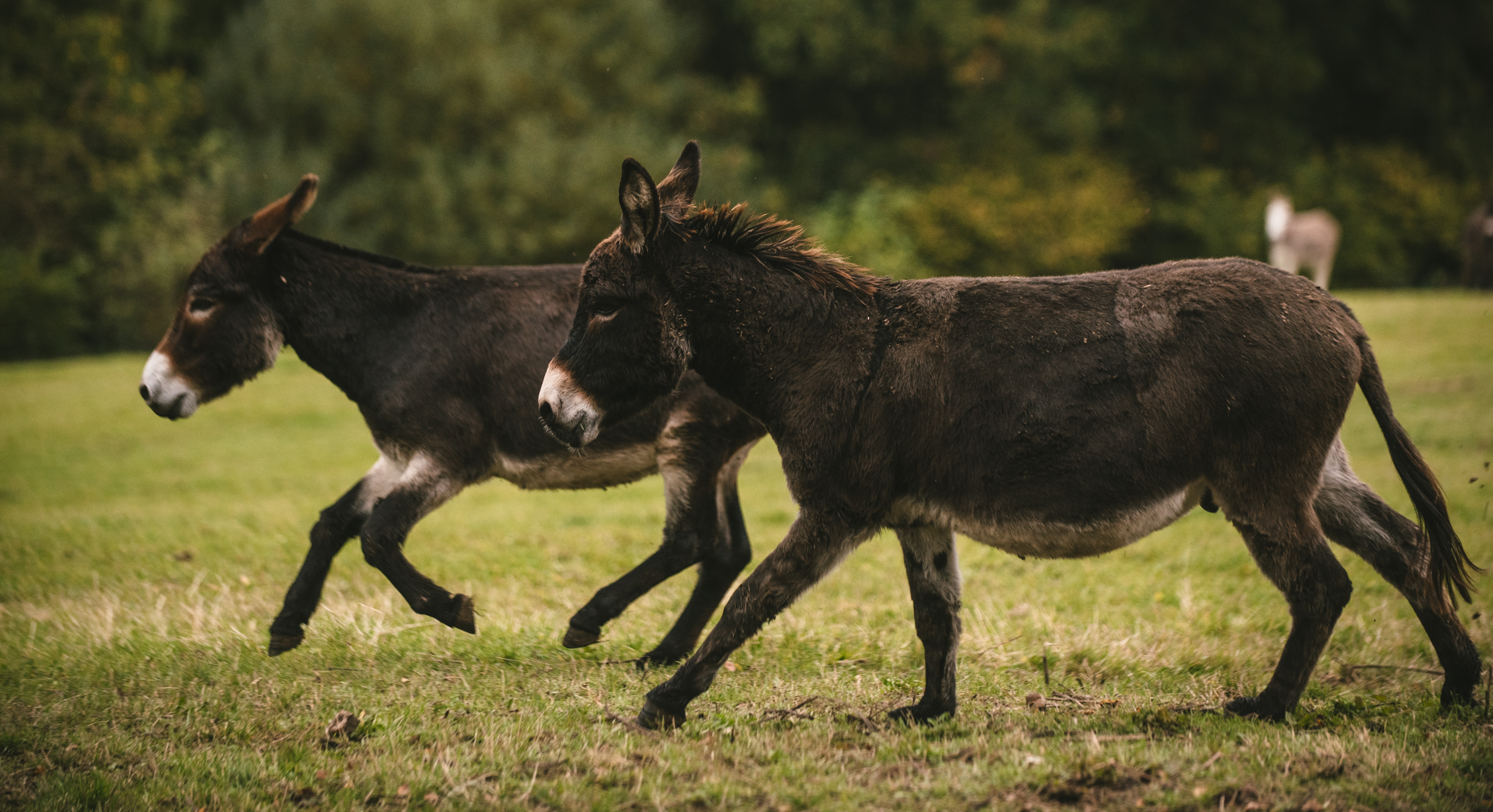 Donkeys galloping in field