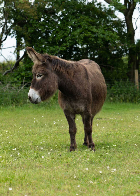 Adoption donkey Felicity headshot