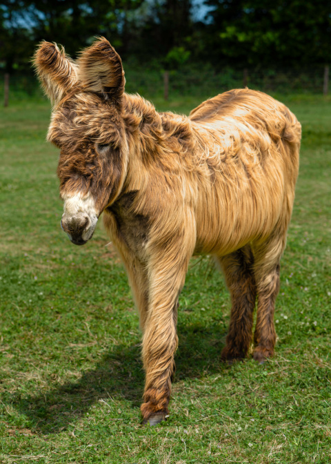 Adoption donkey Percy headshot