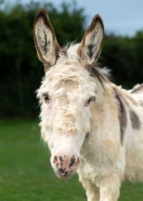 A portrait of adoption donkey Walter at The Donkey Sanctuary Sidmouth