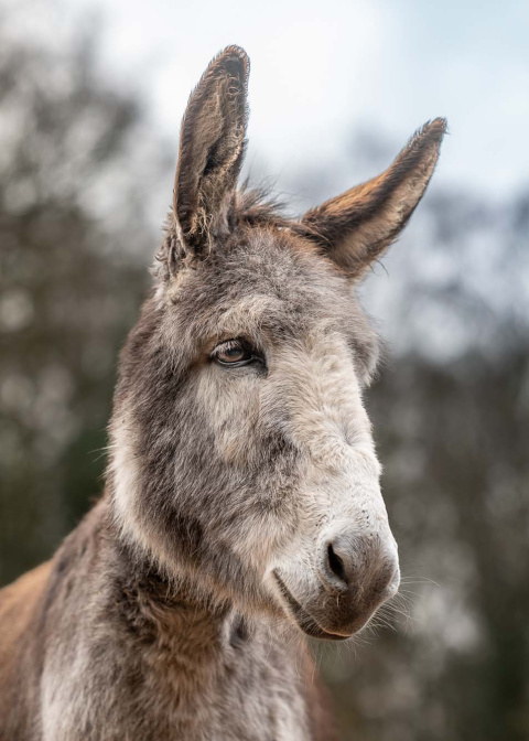 Portrait of adoption donkey Jasper at The Donkey Sanctuary Birmingham