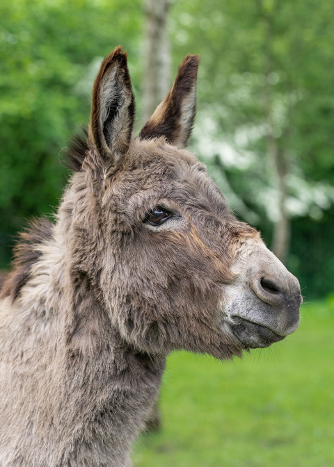 Adoption donkey Hector.