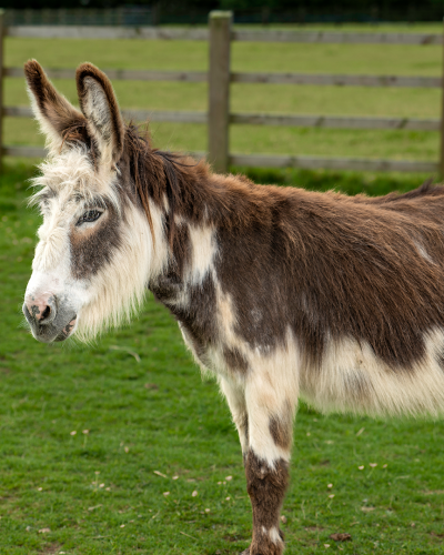 Adoption donkey Drizzle 002