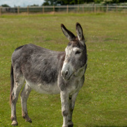 Adoption donkey Tat facing the camera side on