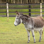 Adoption donkey Jasper in field, Birmingham