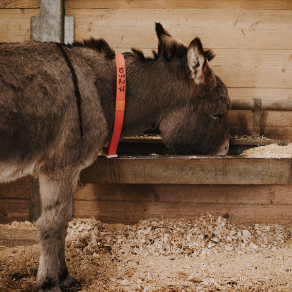 Donkeys feeding through the winter