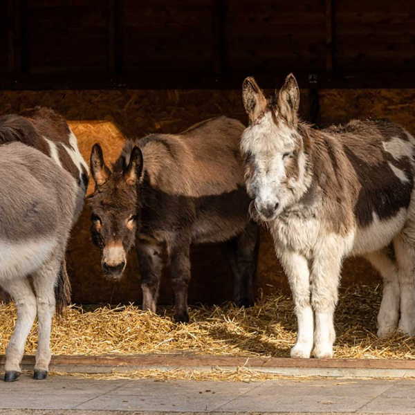 Group of donkeys at The Donkey Sanctuary Birmingham