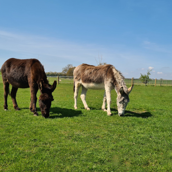 Ripple and Billy O grazing at The Donkey Sanctuary Leeds