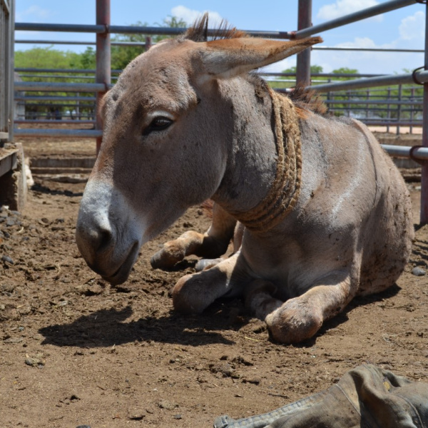 Donkey sitting in slaughter pen