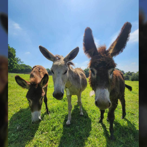 Three South African rescue donkeys at the Kloof and Highway SPCA.