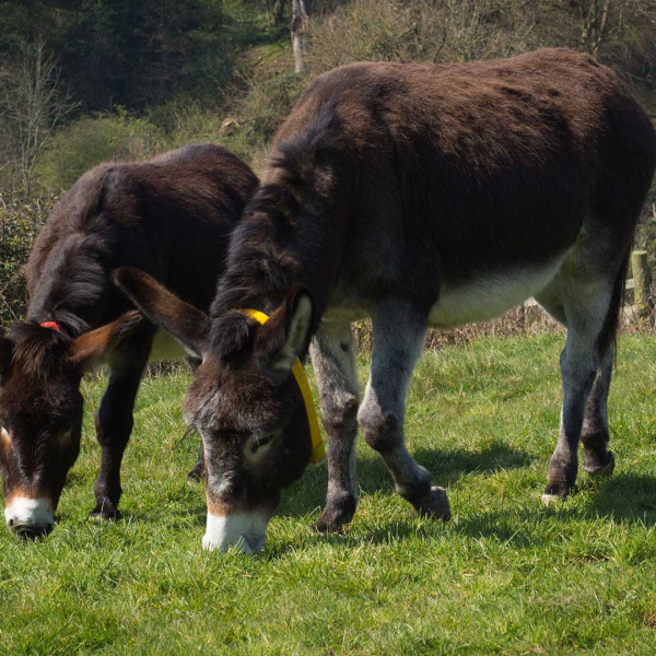 Donkeys Bonnie and Bud browsing a field at The Donkey Sanctuary Sidmouth