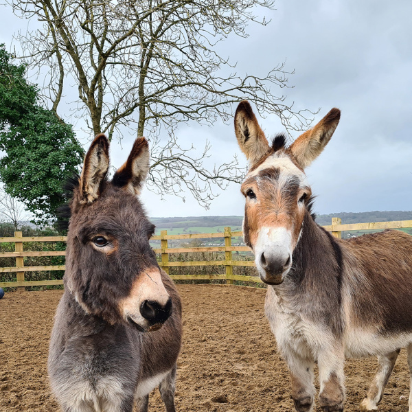 Donkeys Pedro and George together at Woods Farm.