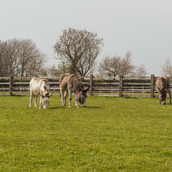 Pooh and Eeyore settled into their new herd at our Sidmouth sanctuary