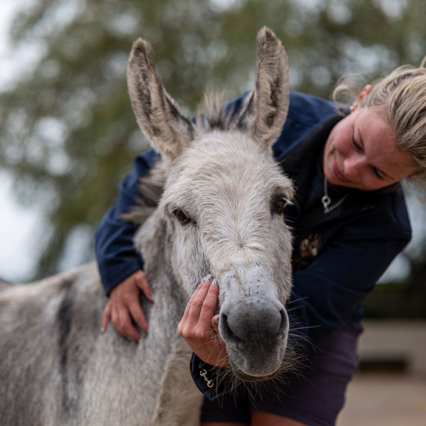 Grey Donkey looking at camera being cuddled by groom.