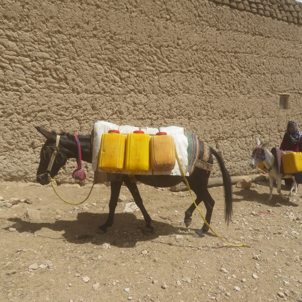 Heavily loaded donkey in Afganistan