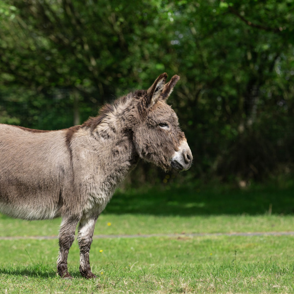 Adoption donkey Hector in a field. 