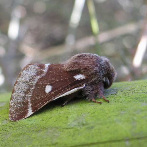 Small Eggar moth.
