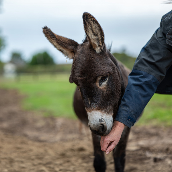 Donkey foal with groom