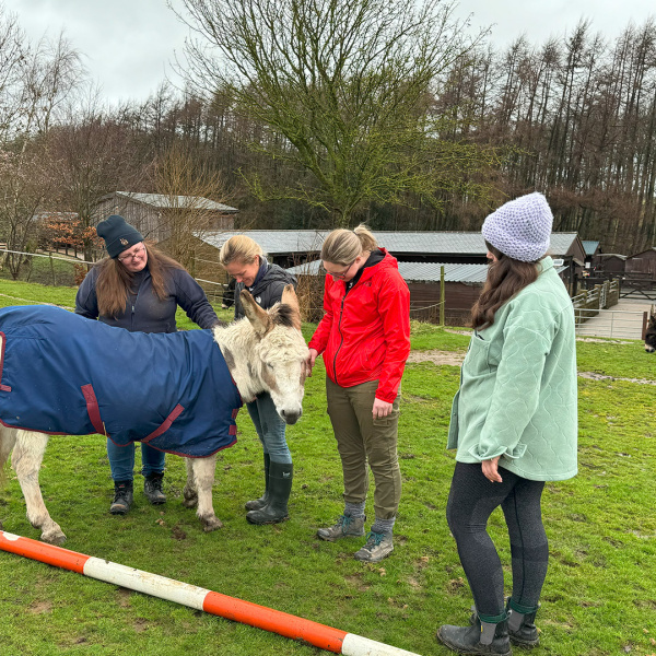 Wellbeing with donkeys session with multi-agency group at Leeds