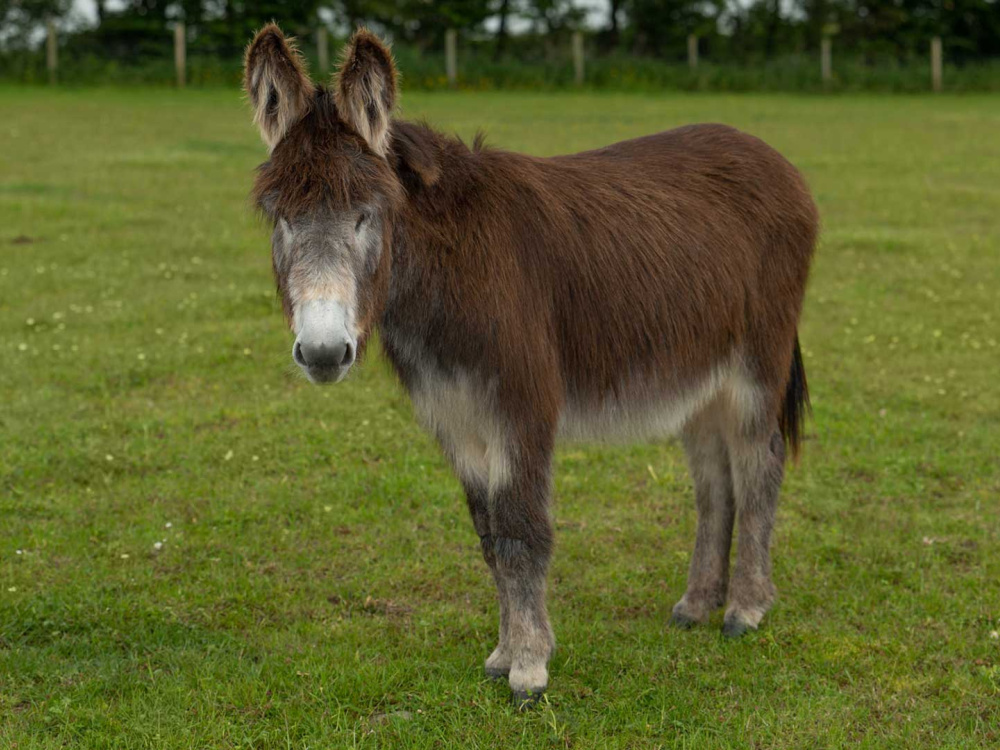 Adoption donkey Marko