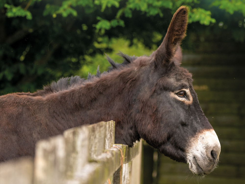 Adoption donkey Ruby at The Donkey Sanctuary Sidmouth