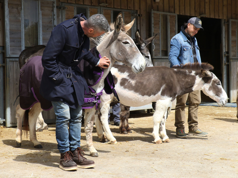 Oscar's Place team interacting with donkeys at Slade Farm.