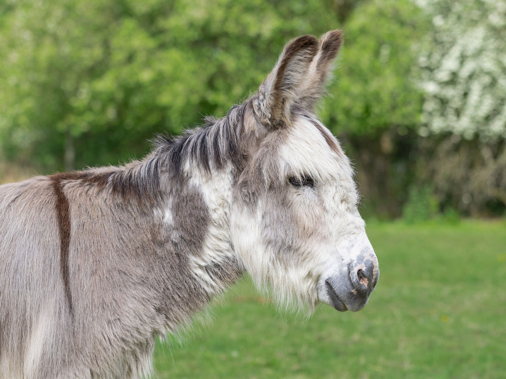 Adoption donkey Sam standing in a field.