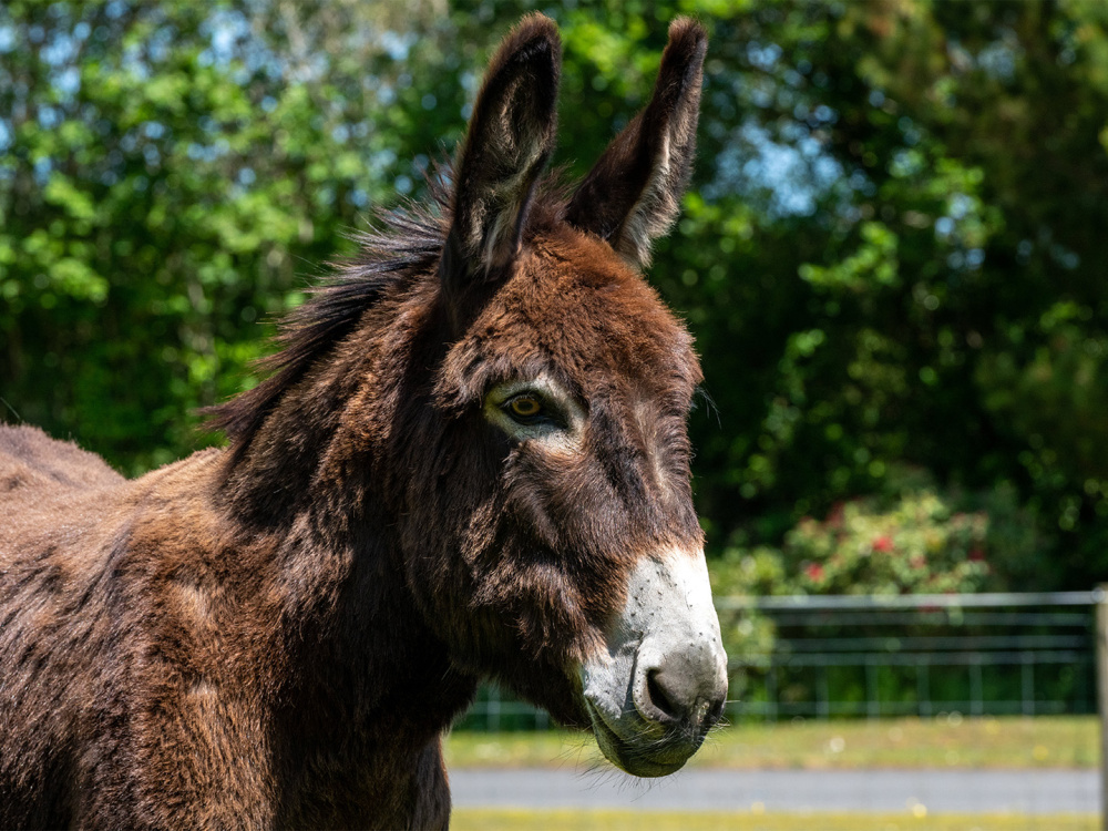 Close up of adoption donkey Tornado