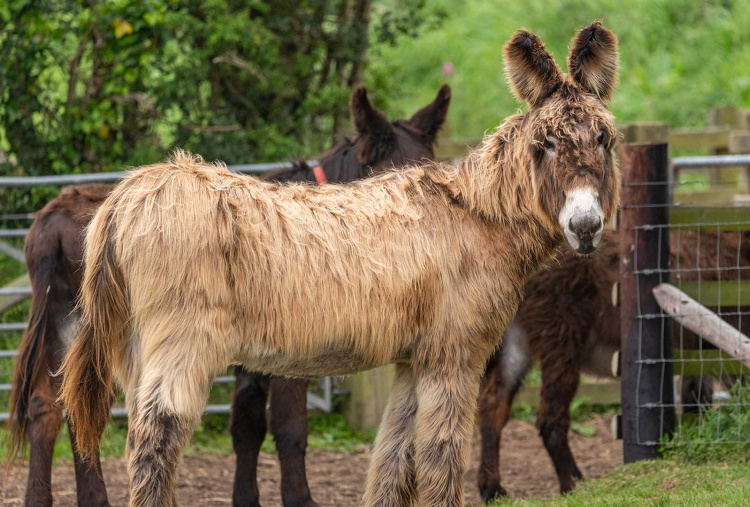 Adoption donkey Percy with his friends