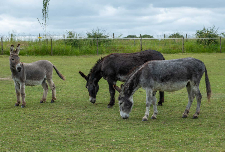 Adoption donkey Tat in his field with friends