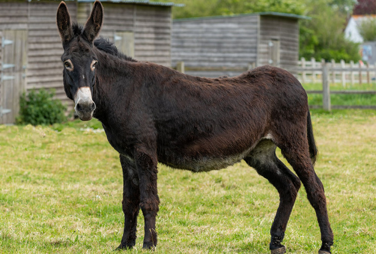 Adoption donkey Ruby at The Donkey Sanctuary Sidmouth