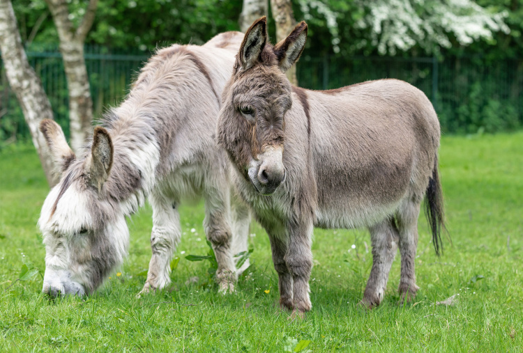 Adoption donkey Hector standing next to best friend Sam.