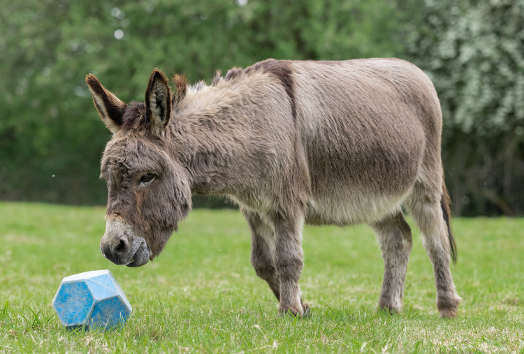 Adoption donkey Hector playing with food ball.