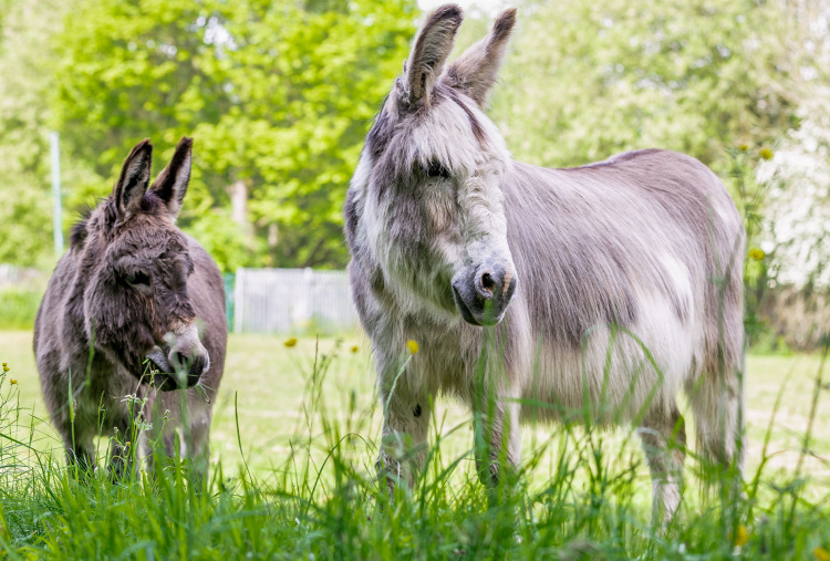 Adoptions donkeys Sam and Hector stood in a field. 