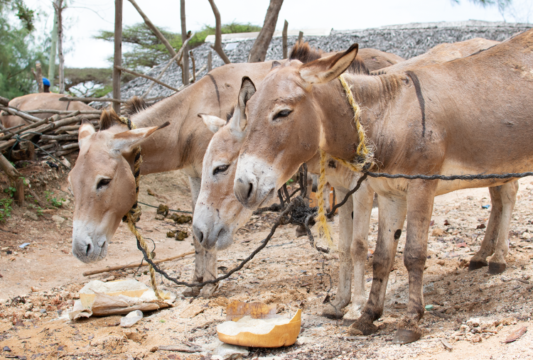 Donkeys feeding on bran providing by The Donkey Sanctuary Kenya