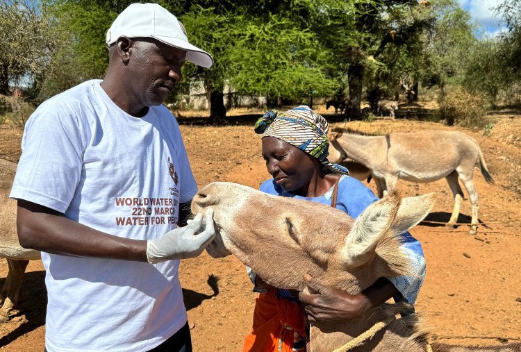 Vet giving medical treatment to donkey on World water day 2024 in the village of Nuu, Kenya