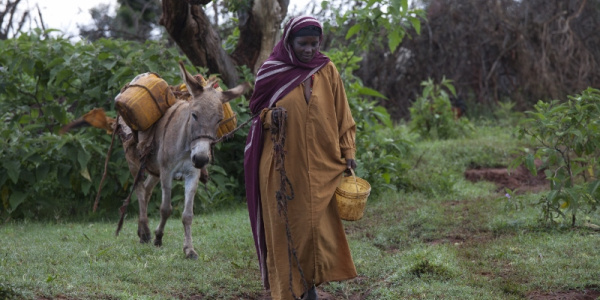Working donkey in Ethiopia