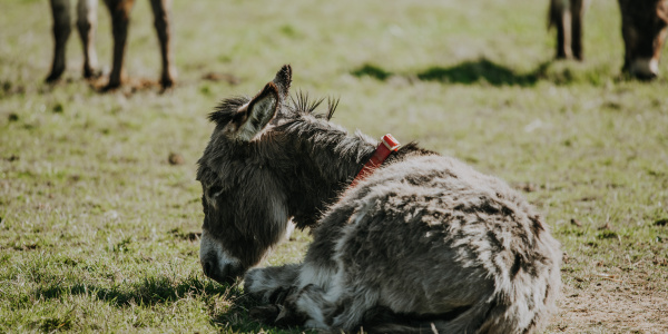 Donkey lying down in field