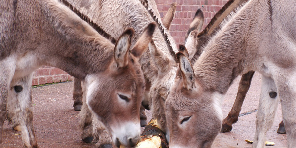 Donkeys chewing non-poisonous log