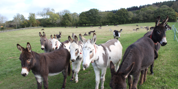 Herd of donkeys
