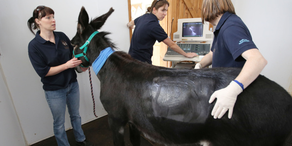 Georgie is scanned by the veterinary team