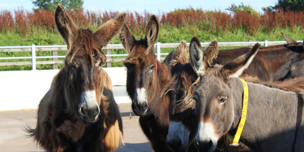 Poitou donkeys in Buffalo Barn