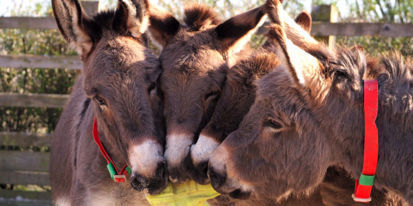 Four donkeys with welly boot index card