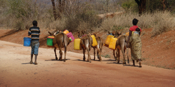 A family in Tanzania walking with five donkeys who are carrying water.