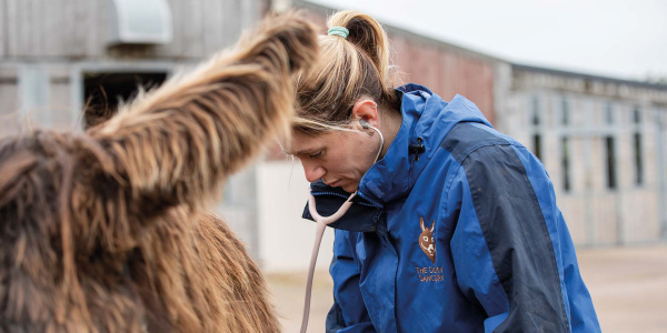 Veterinary Surgeon, Polly Vogel, checking up on a poitou donkey at The Donkey Sanctuary Sidmouth