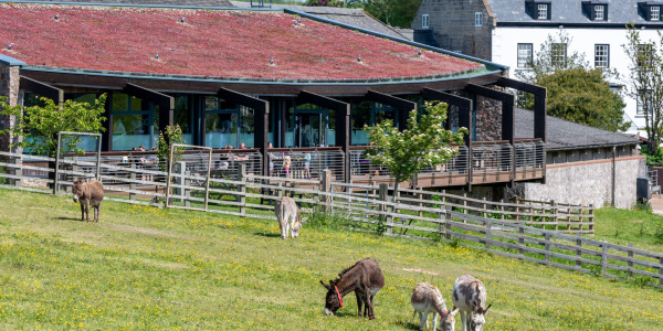 donkeys in front of the kitchen