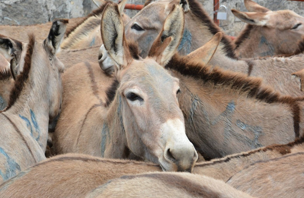 Donkeys in pen waiting slaughter