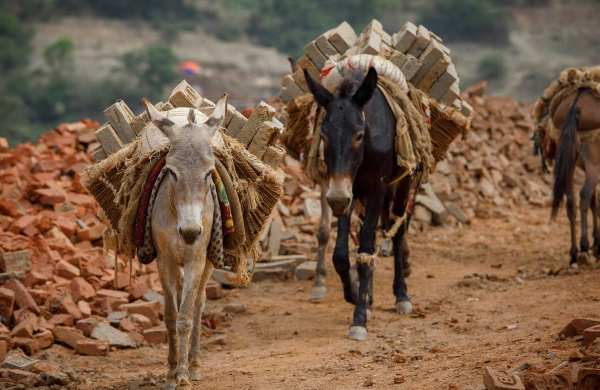Donkey and mule carrying bricks in Nepal