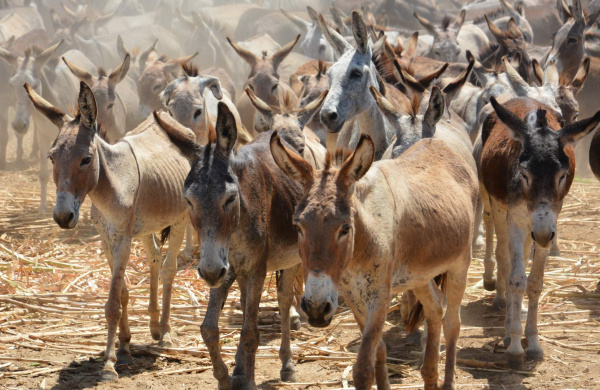 Herd of donkeys in Bahia, Brazil
