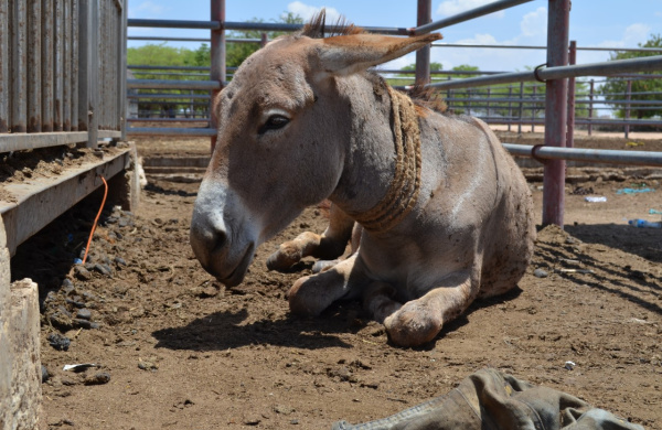Donkey sitting in slaughter pen